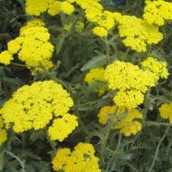 YARROW ACHILLEA MOONSHINE #1