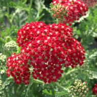 YARROW ACHILLEA SANGRIA #1