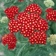 YARROW ACHILLEA SEDUCTION #1