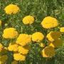 YARROW ACHILLEA SZ 4.5