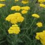 YARROW ACHILLEA CORONATION #1