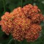 YARROW ACHILLEA DESERT EVE #1