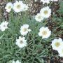 YARROW ACHILLEA GREEK #1