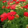 YARROW ACHILLEA PAPRIKA #1