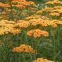 YARROW ACHILLEA TERRA COTTA #1