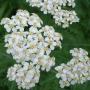 YARROW ACHILLEA WHITE #1