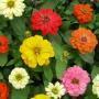 ZINNIA SZ 4.5