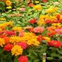 ZINNIA 606 PACK FLAT