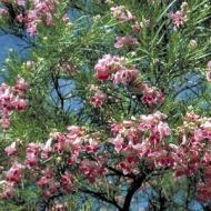 DESERT WILLOW 6-8'