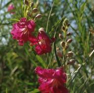 DESERT WILLOW BURGUNDY #15