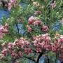 DESERT WILLOW 6-8'