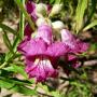 DESERT WILLOW BUBBA #15