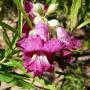 DESERT WILLOW BUBBA #5