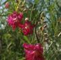 DESERT WILLOW BUBBA 8-10'