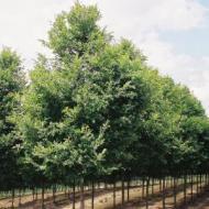 ELM BOSQUE LACEBARK 2"