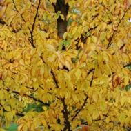 ELM EMERALD SUNSHINE #15